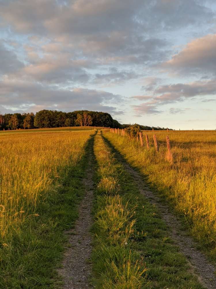 Hundetreffen-Gassirunde-Profilbild