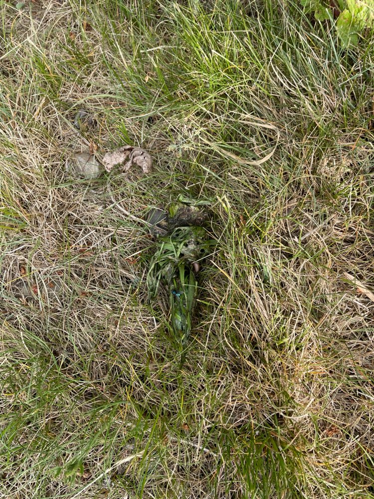 Giftköder-Vermutlich ein Giftköder-Profilbild