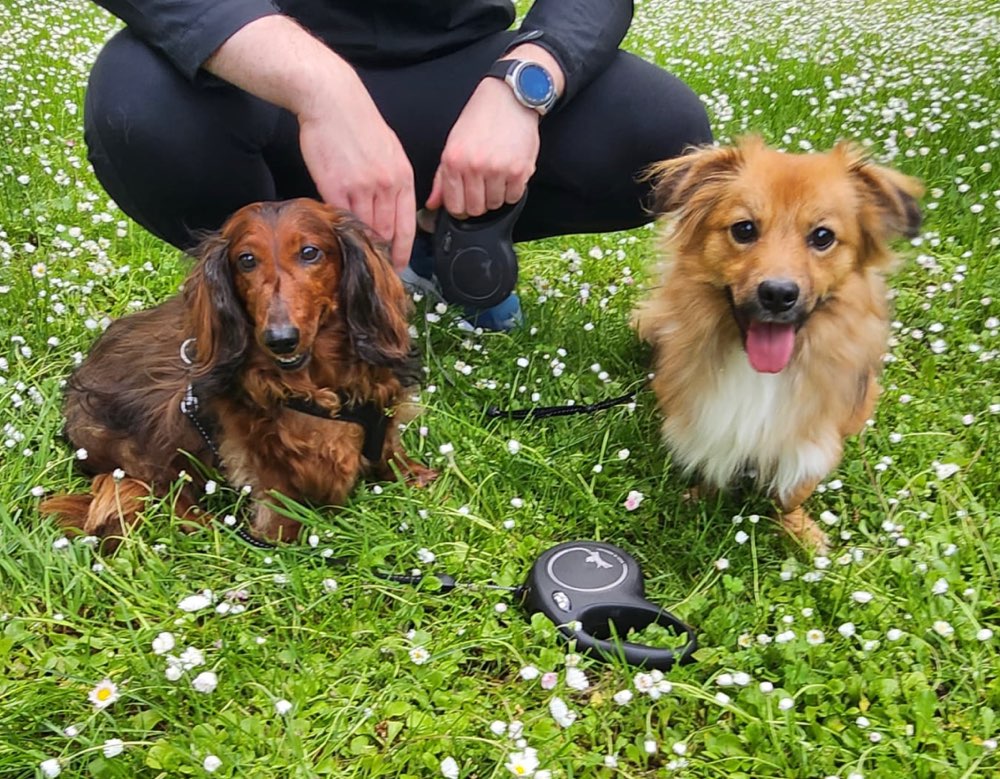 Hundetreffen-Spieletreffen-Profilbild