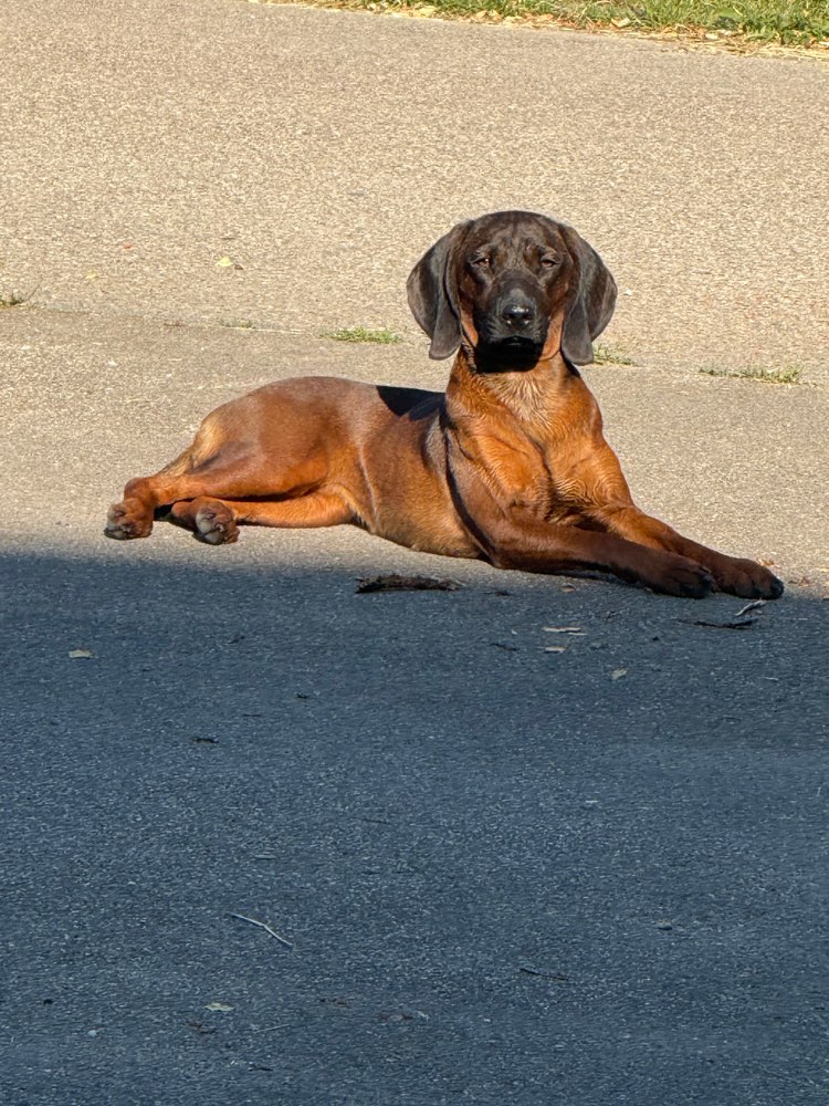 Hundetreffen-Spielkumpel/in gesucht-Profilbild