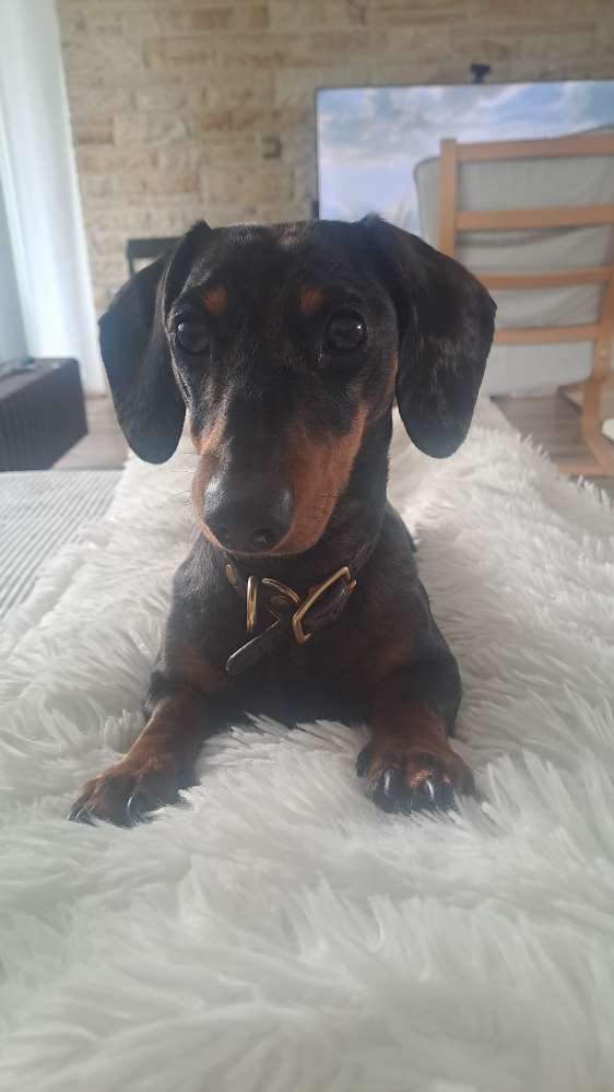 Hundetreffen-Dackeltreffen in Essen-Profilbild