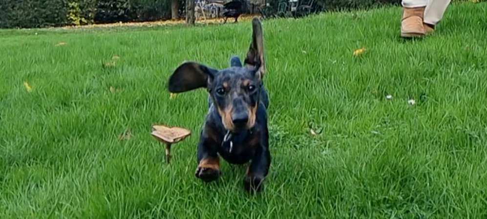 Hundetreffen-Zwergdackel Welpe sucht Gassipartner-Profilbild