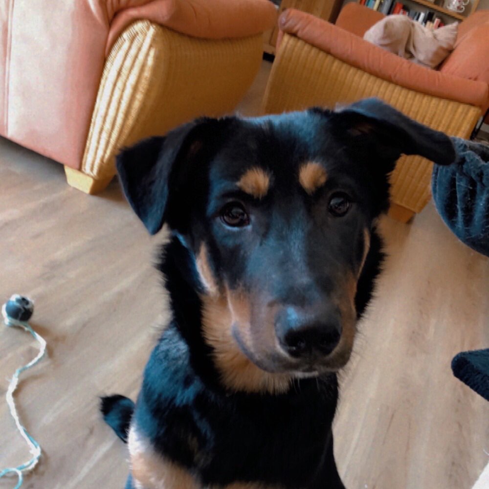 Hundetreffen-Spielkameraden gesucht.-Profilbild