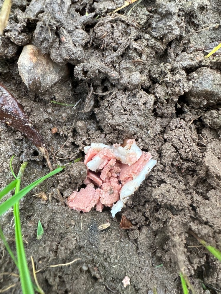 Giftköder-Mögliche Giftköder-Profilbild