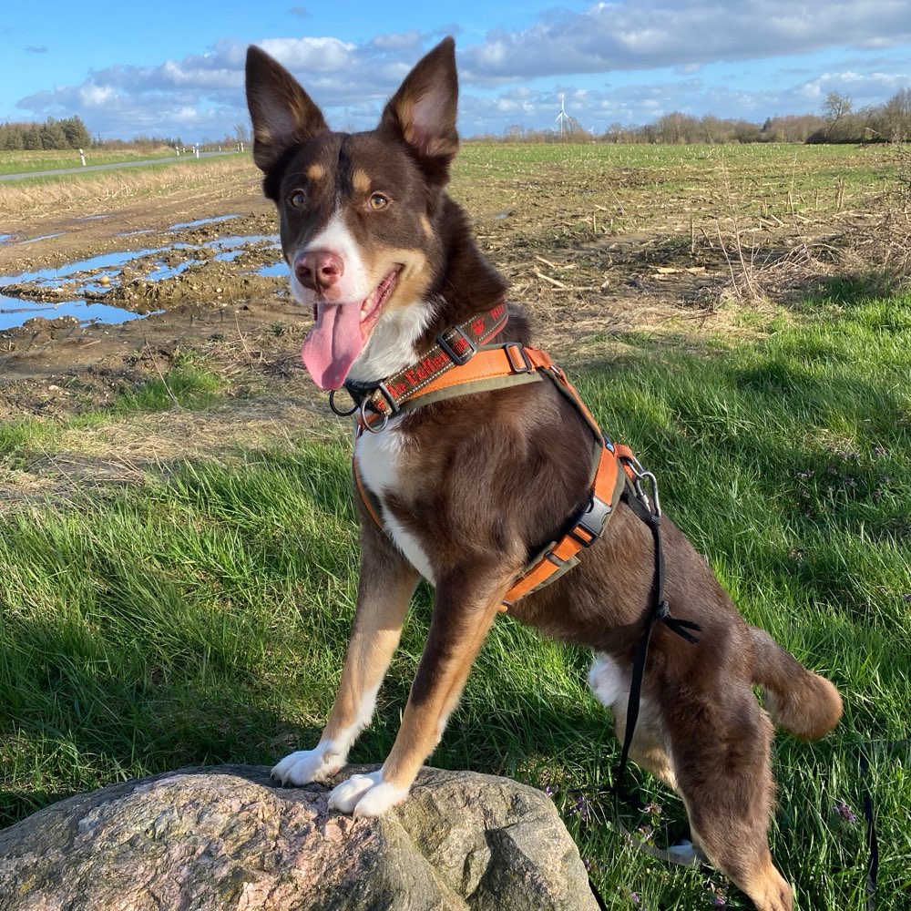 Hundetreffen-Toben/spielen/spazieren/schnacken-Profilbild