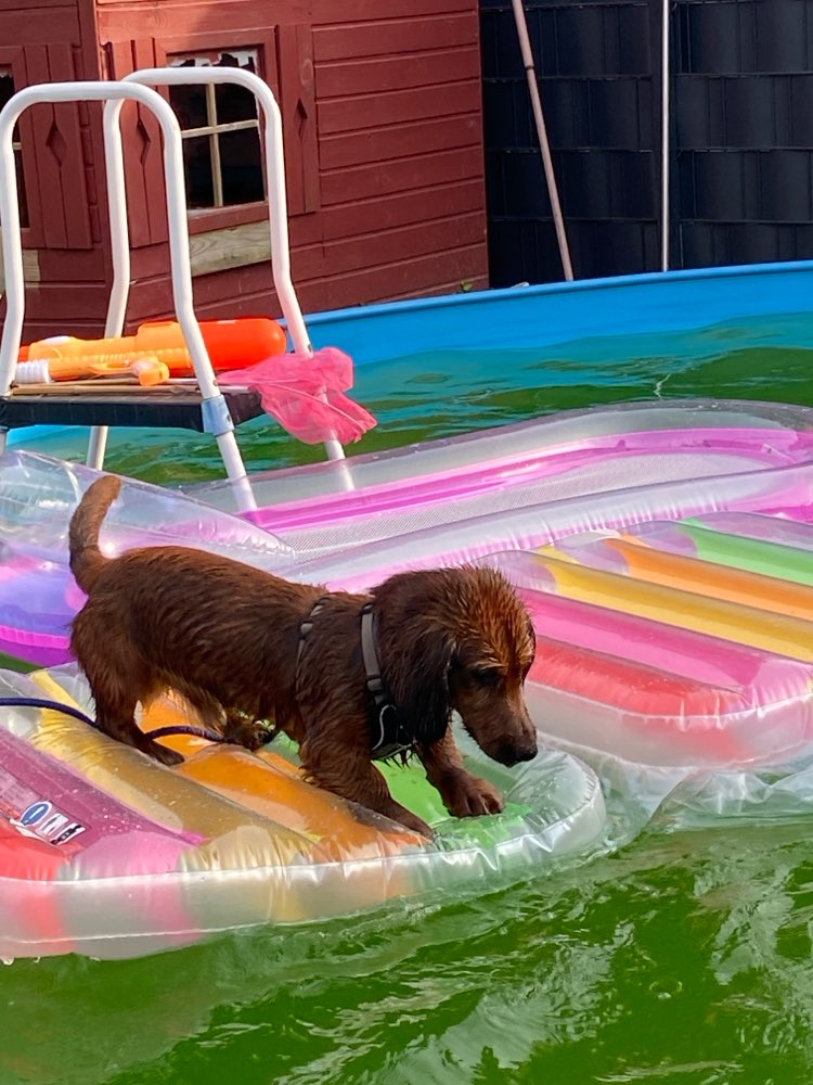 Hundetreffen-Gemeinsame Spazier- und Spielzeit-Profilbild