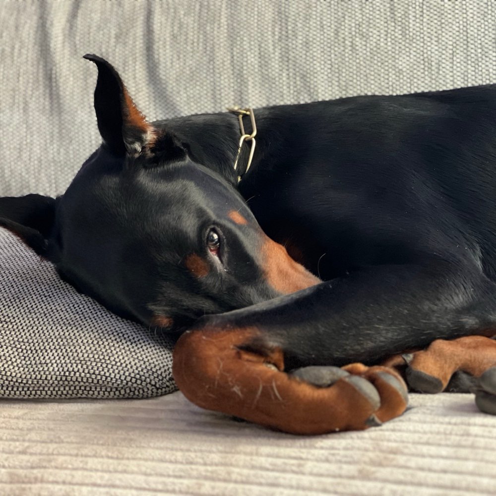 Hundetreffen-Trainings & Spielpartner gesucht-Profilbild