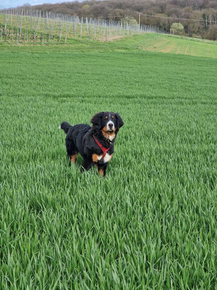 Hundetreffen-Spiel und Gassi Freunde für Fritz-Profilbild