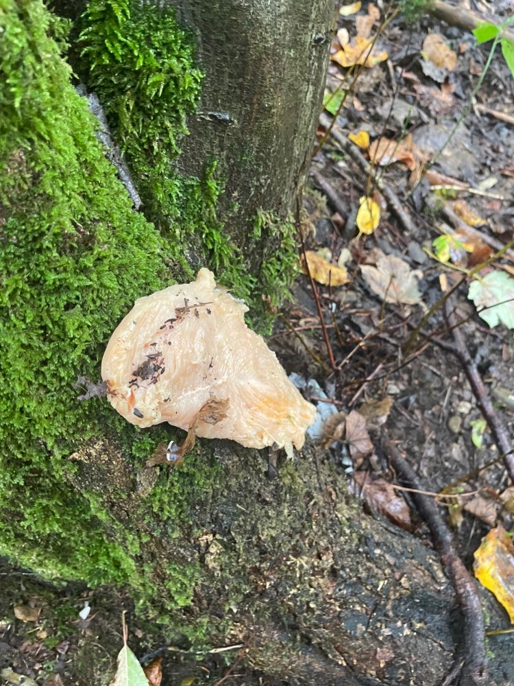 Giftköder-Möglicher Giftköder am Waldeingang-Profilbild