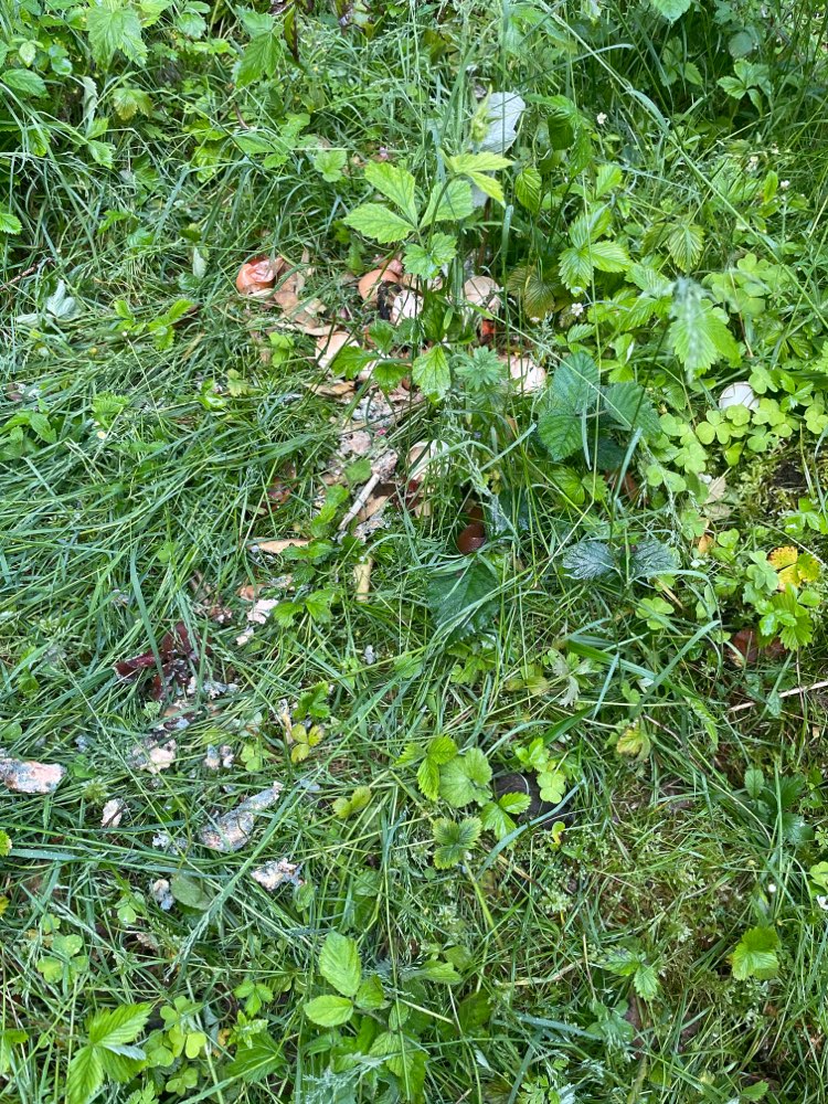 Giftköder-Essensreste im Wald-Profilbild