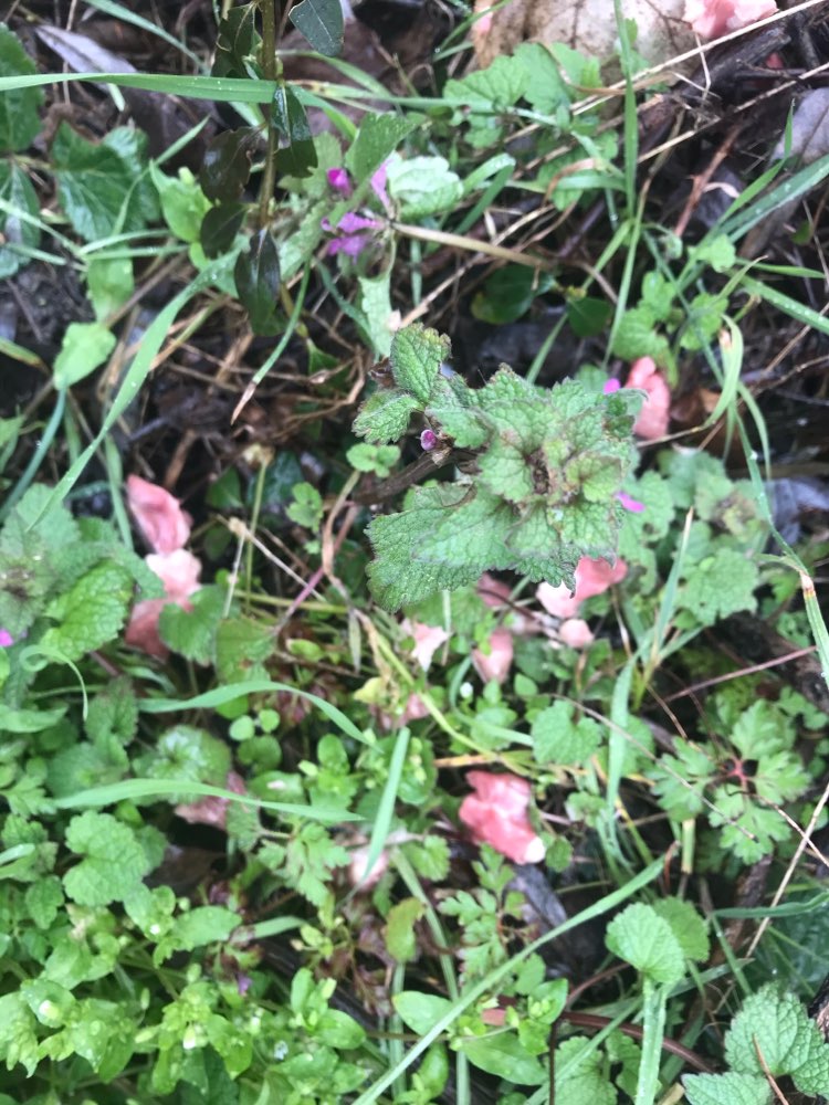 Giftköder-Giftköder Binsfeld Seen Otterstadt-Profilbild