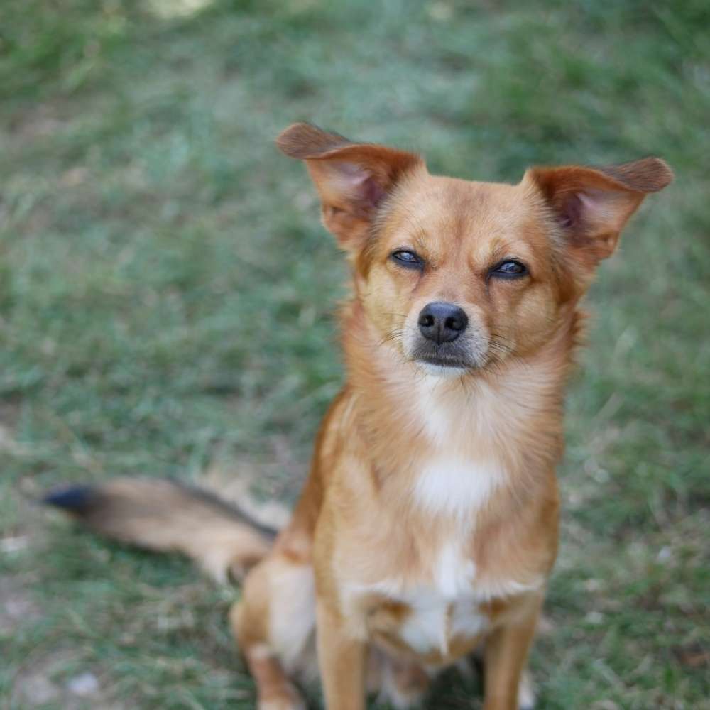 Hundetreffen-Suchen Spielfreund oder Gassifreund-Profilbild