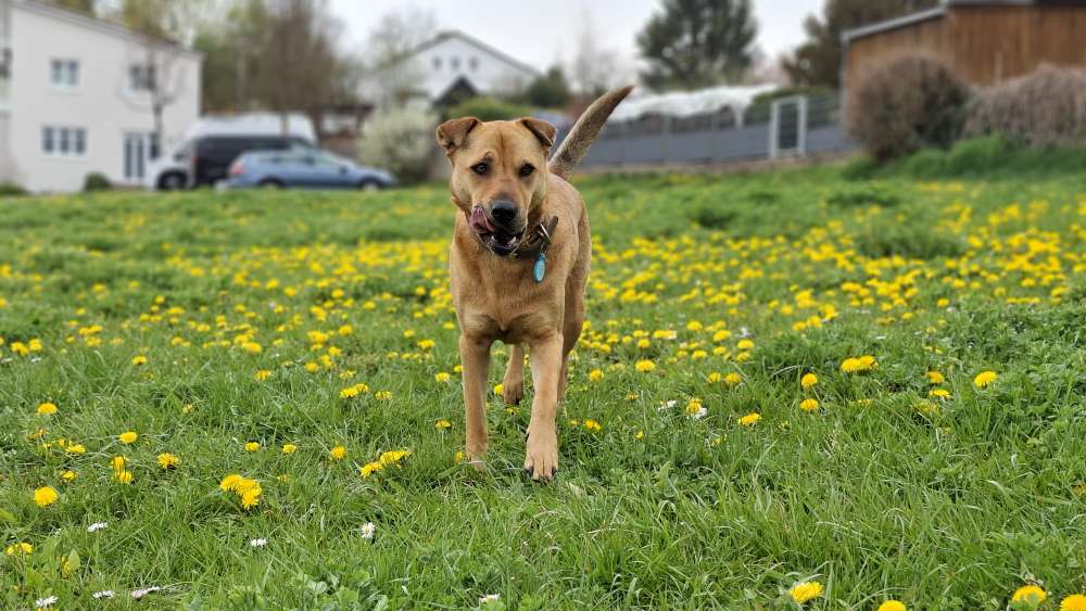 Löwenzahn 🌼 Banner