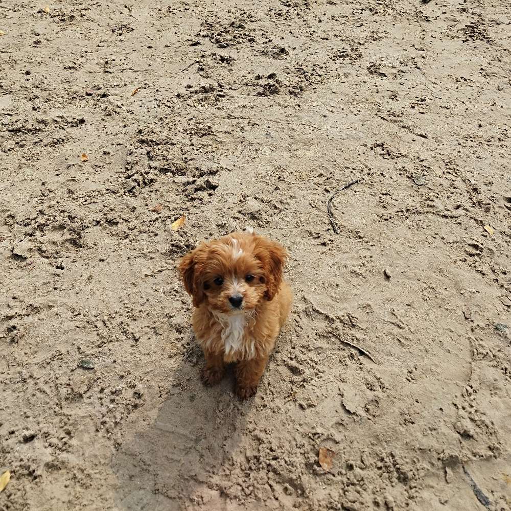 Hundetreffen-Pepe sucht einen Spielkameraden ,am besten kleine Hunde-Profilbild