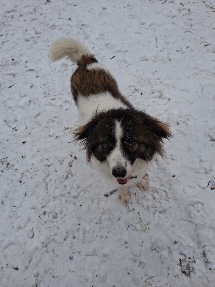 Hundetreffen-Hunde treffe für groß und klein-Profilbild
