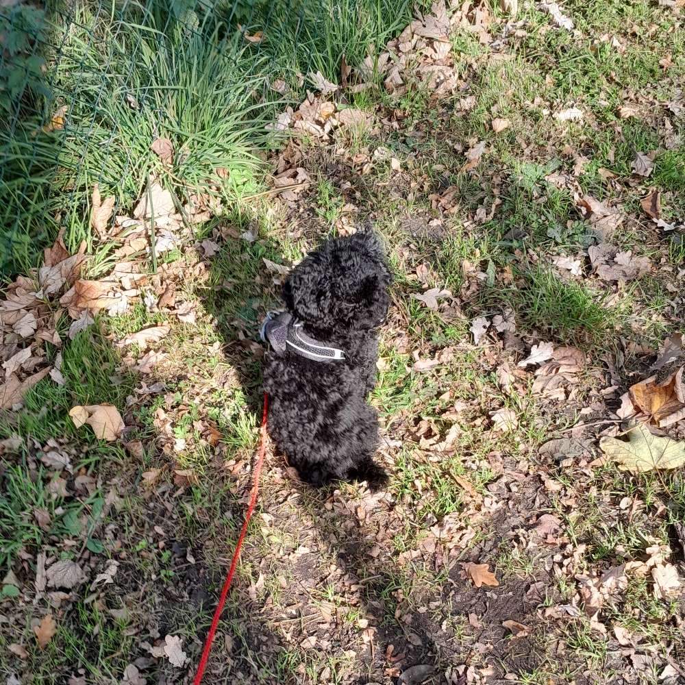 Hundetreffen-Treffen für Spaß und Spiel-Profilbild
