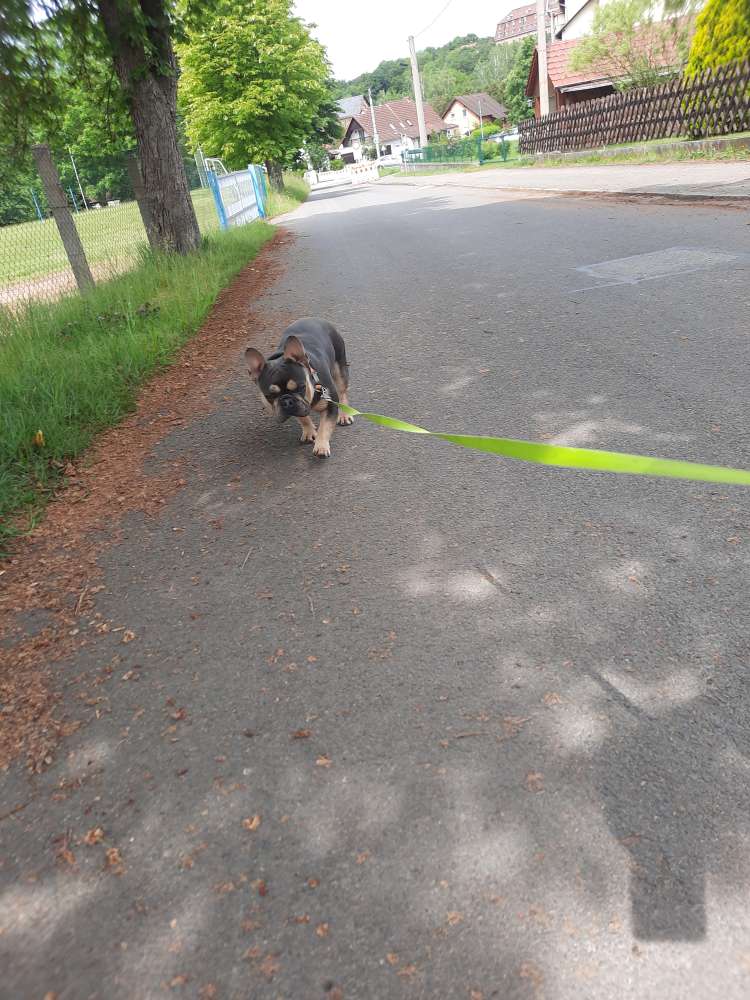 Hundetreffen-Wer Lust hat kann sich gerne melden 🐕🚶‍♂️🤗-Profilbild