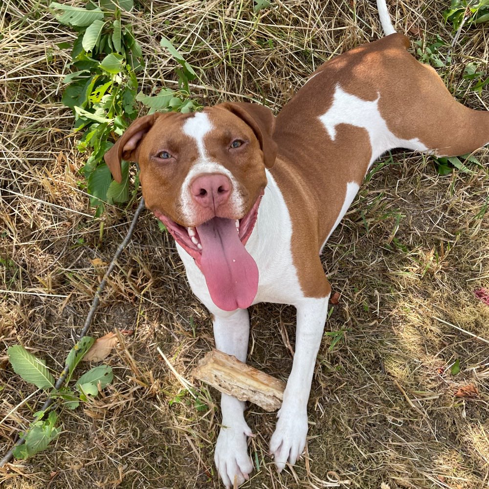 Hundetreffen-Spielpartner gesucht-Profilbild