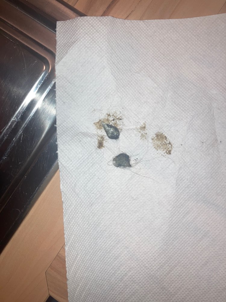 Giftköder-Scherben in klebenden braunen Teilen-Profilbild