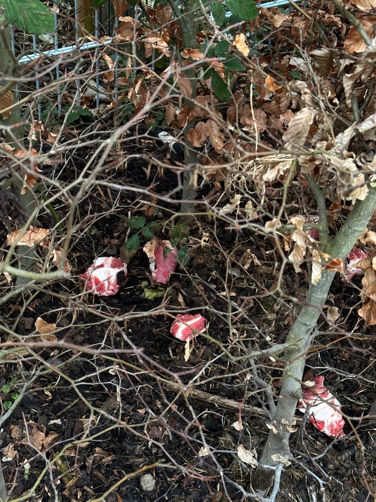 Giftköder-Giftköder (vermutlich)-Profilbild