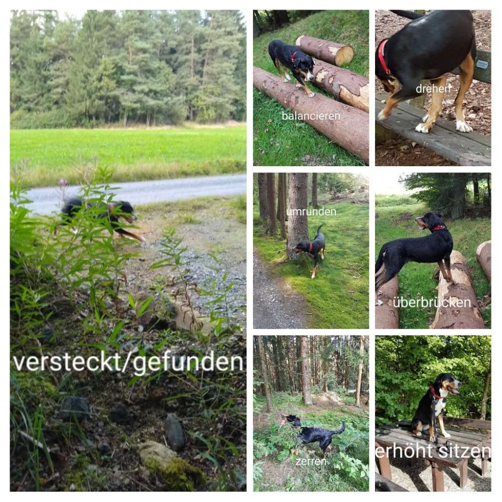 Hundetreffen-AktivGassi-Profilbild