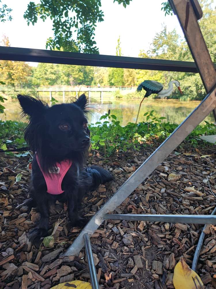 Hundetreffen-Spiel- und kleine Gassirunde-Profilbild