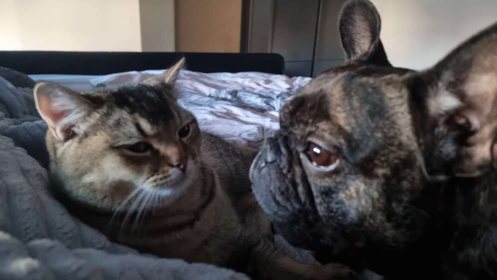 Hundetreffen-Nette Hundefreunde zum Spazieren gehen gesucht  :)-Profilbild