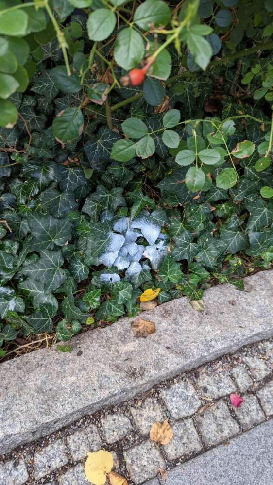 Giftköder-Weisses pulver-Profilbild