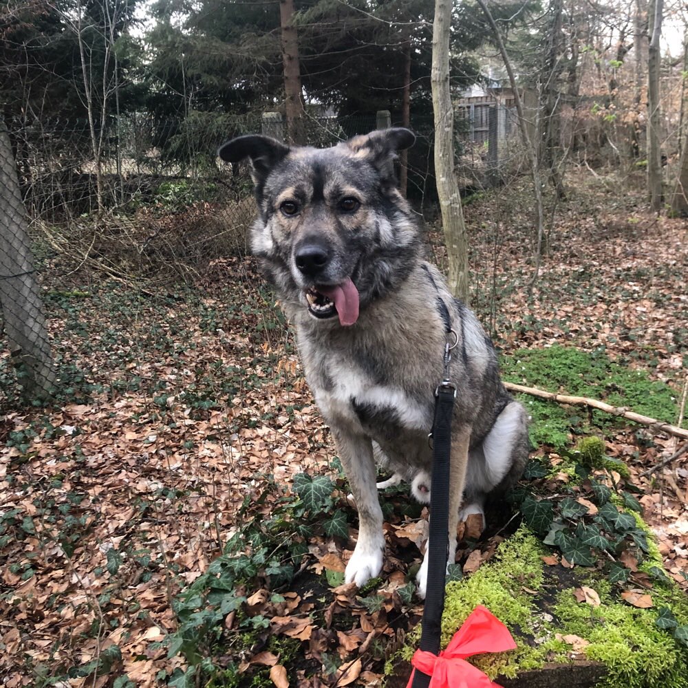 Hundetreffen-Social Walk-Profilbild