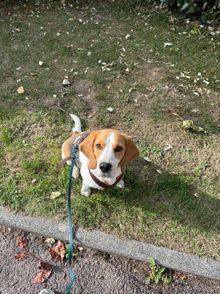 Hundetreffen-Gassigeh- & Spielpartner gesucht-Profilbild