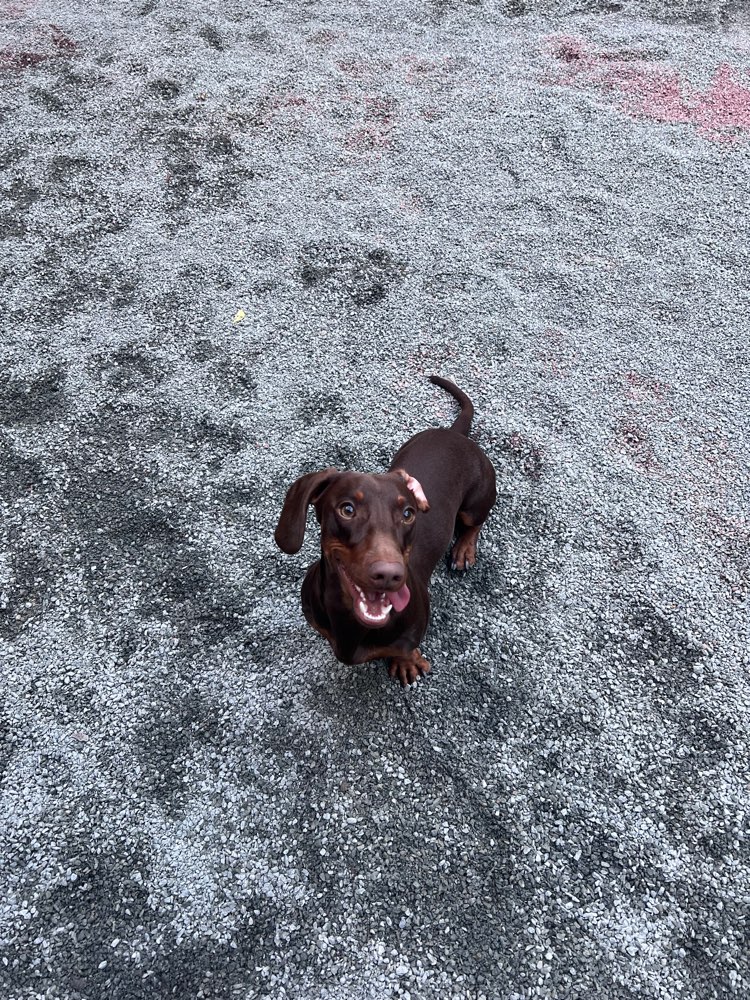 Hundetreffen-Spielfreunde gesucht-Profilbild