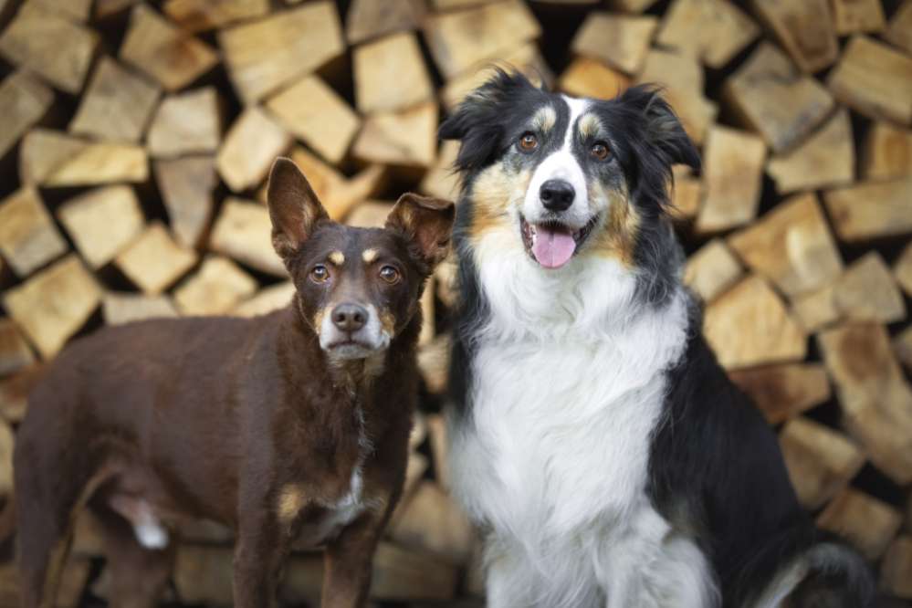 Hundetreffen-Zusammen Gassi gehen-Profilbild