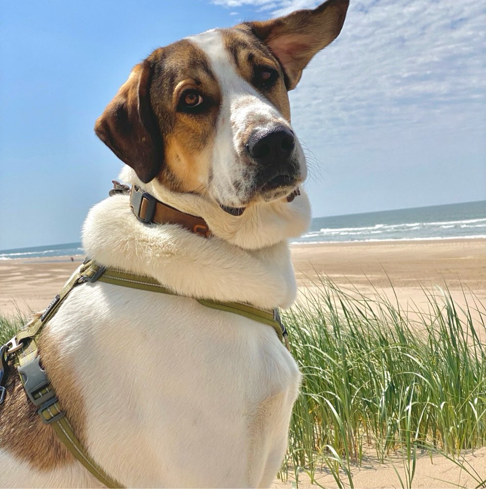Hundetreffen-Gassirunde im blauen Ländchen-Profilbild
