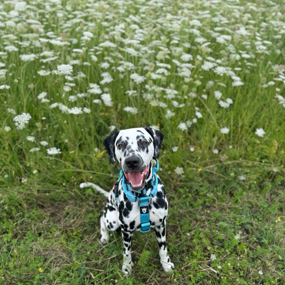 Hundetreffen-Spielfreunde gesucht-Profilbild