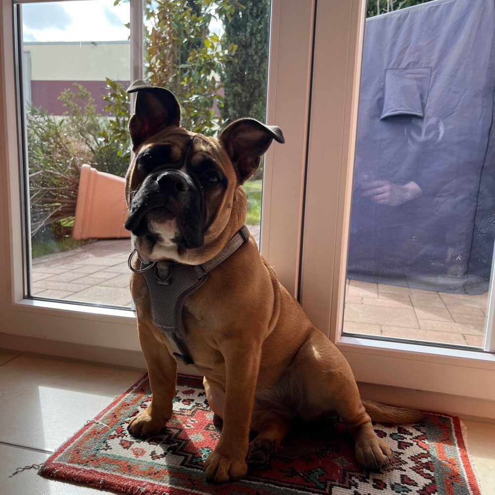 Hundetreffen-Spielfreund und Gassibuddy gesucht!-Profilbild