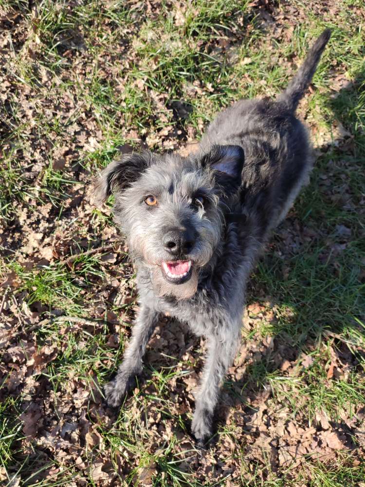 Hundetreff beim Freilaufplatz – Hundetreffen in 49377 Vechta – Dogorama App