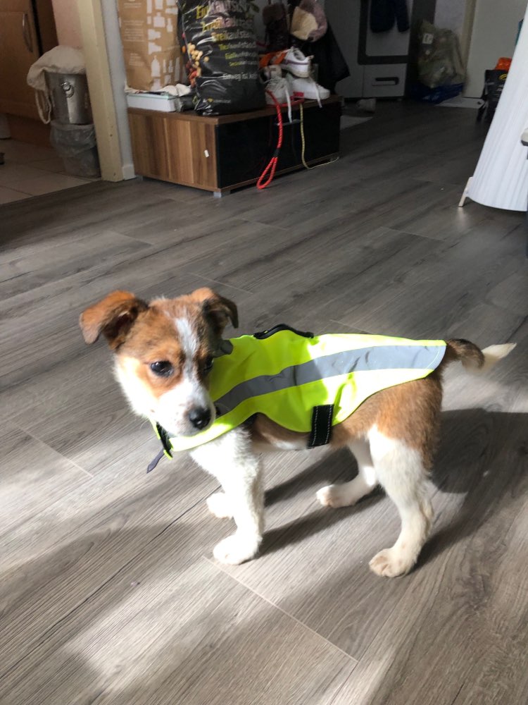 Hundetreffen-Welpen und Junghundtreffen um die Welt zu entdecken-Profilbild