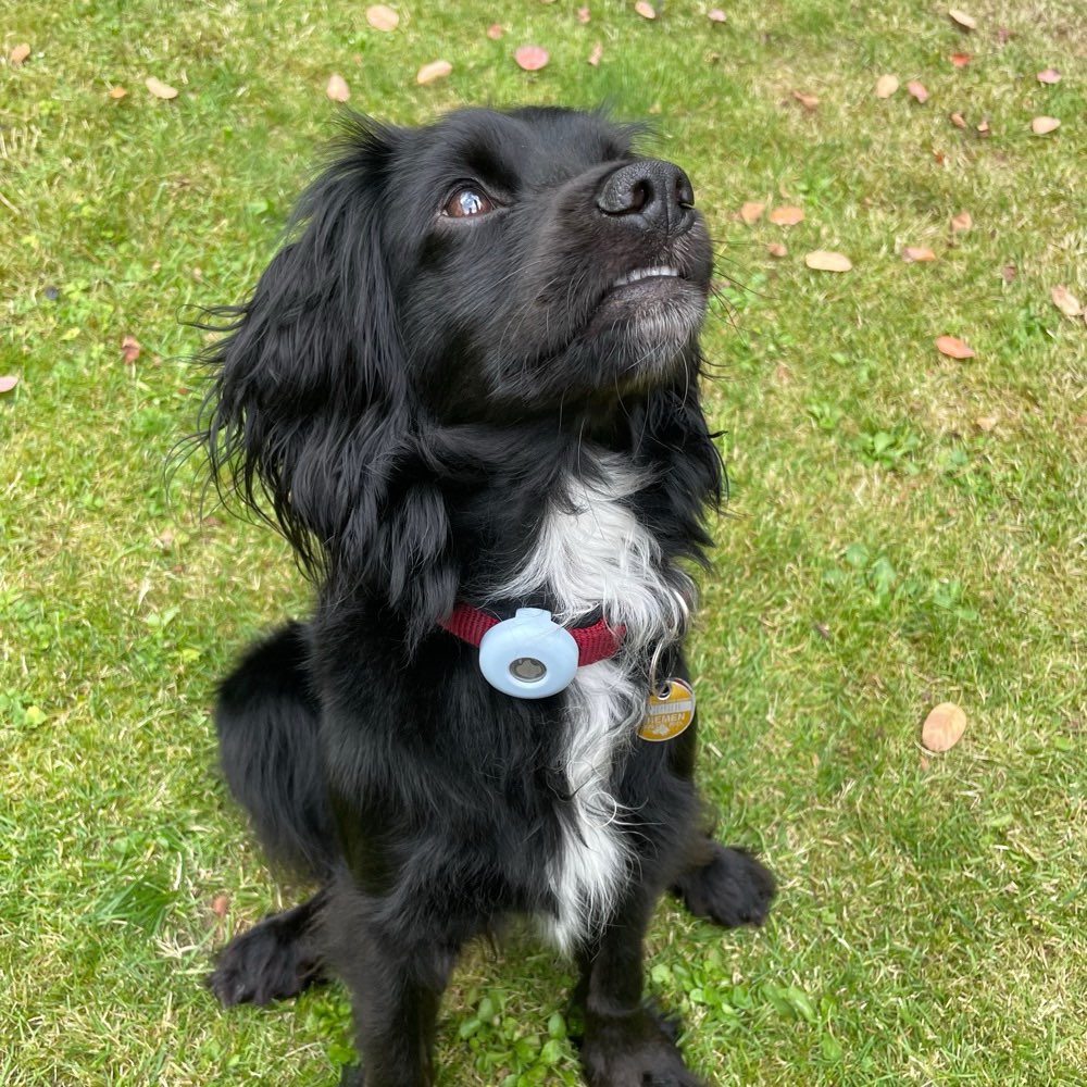 Hundetreffen-Spazier- & Trainingspartner*in gesucht-Profilbild