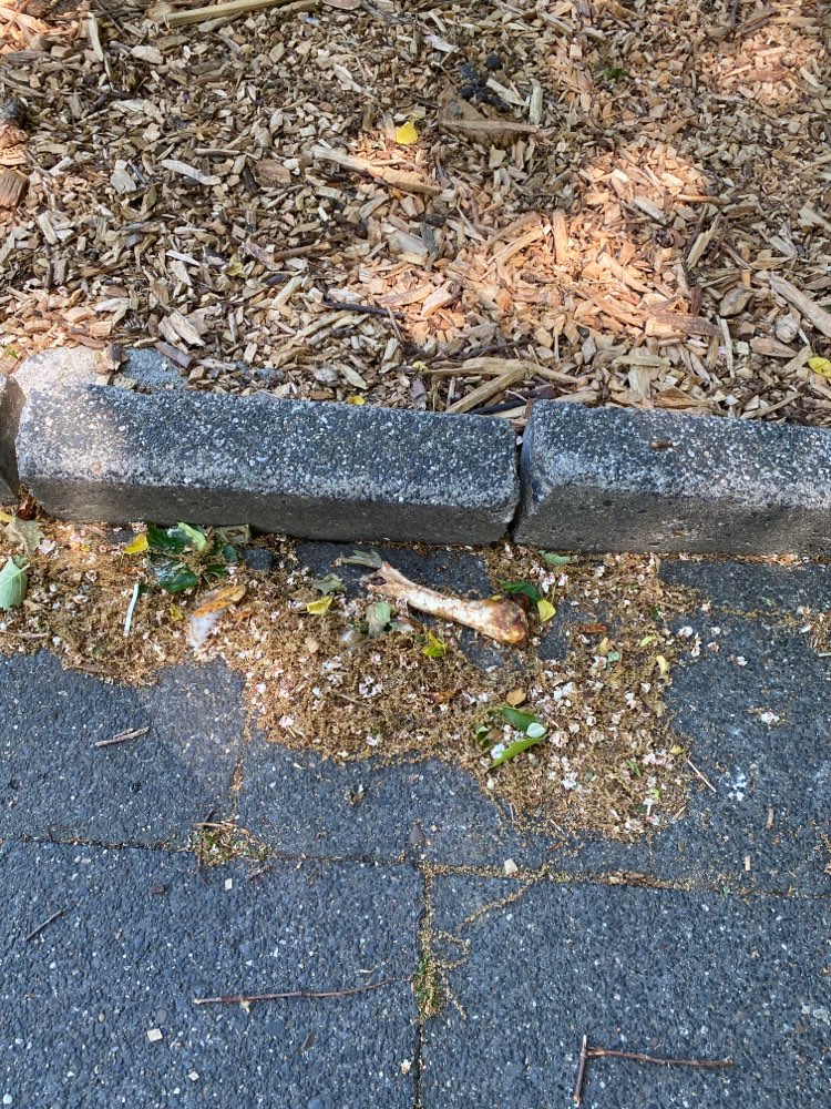 Giftköder-Knochen am Eingang des Heubergparks-Profilbild