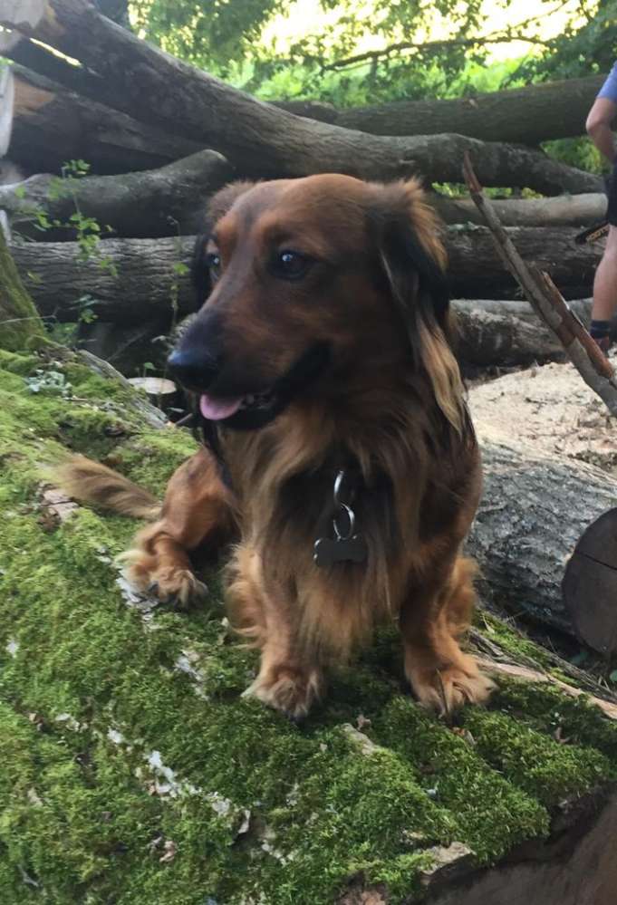 Hundetreffen-Gemeinsames Gassi mit spiel spaß und Action-Profilbild