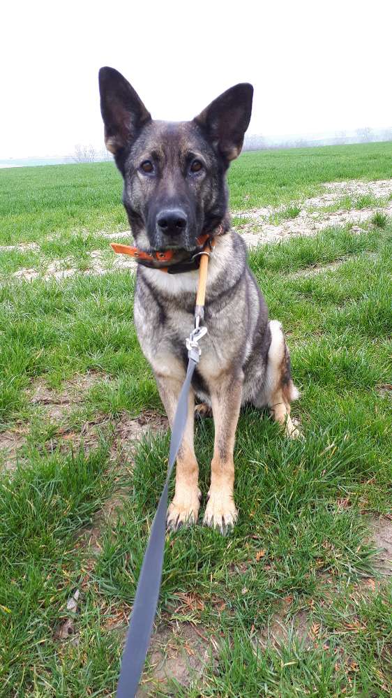 Hundetreffen-Endlich mal austoben - große Hunde-Profilbild