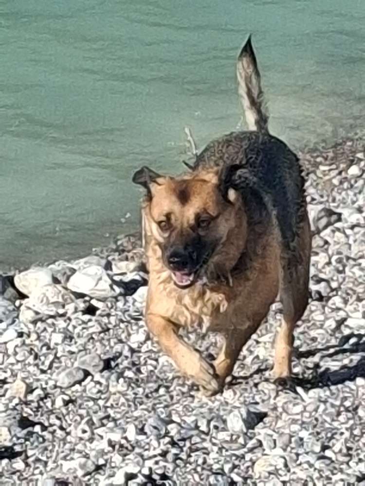 Hundetreffen-Mischling treffen-Profilbild