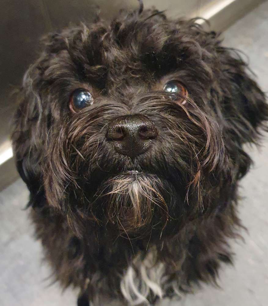 Hundetreffen-Hundebegegnungen üben, zusammen Gassi gehen-Profilbild