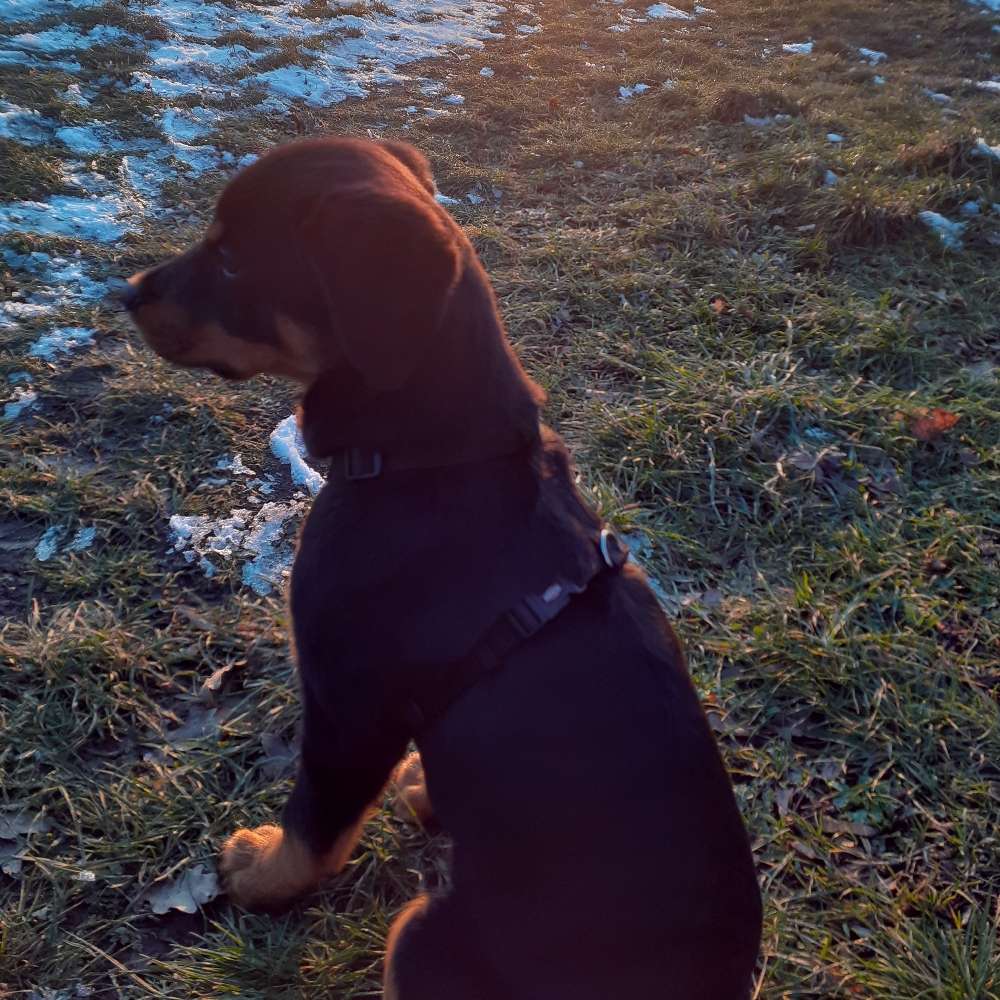 Hundetreffen-Welpentreffen in Gera-Profilbild