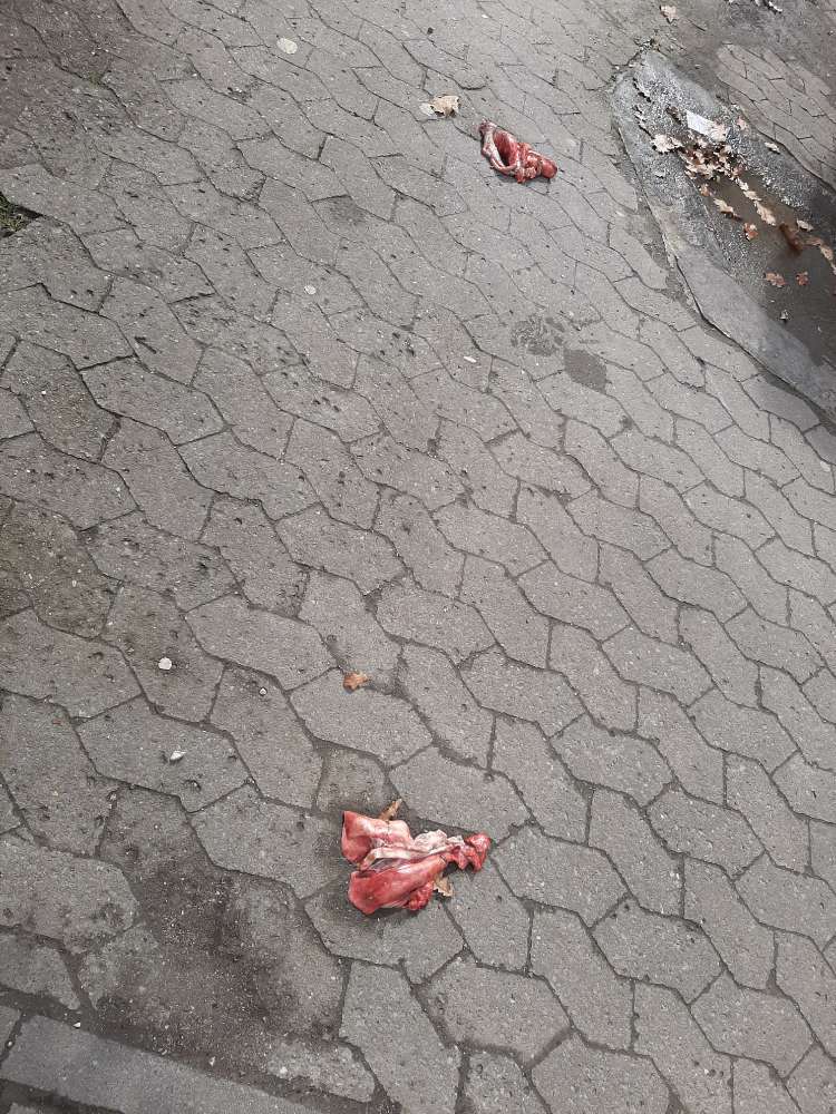 Giftköder-große Stücken Lunge.-Profilbild