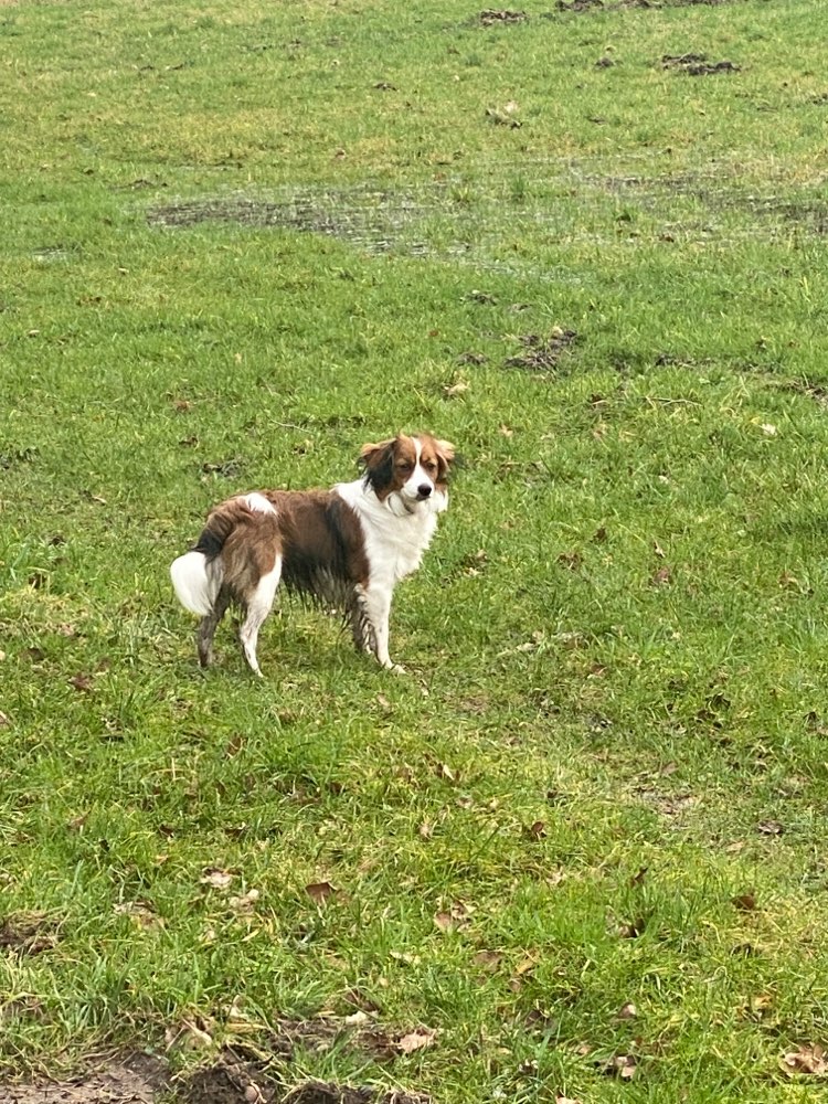 Hundetreffen-Ernie 8 Monate alt sucht Spielgefährte-Profilbild