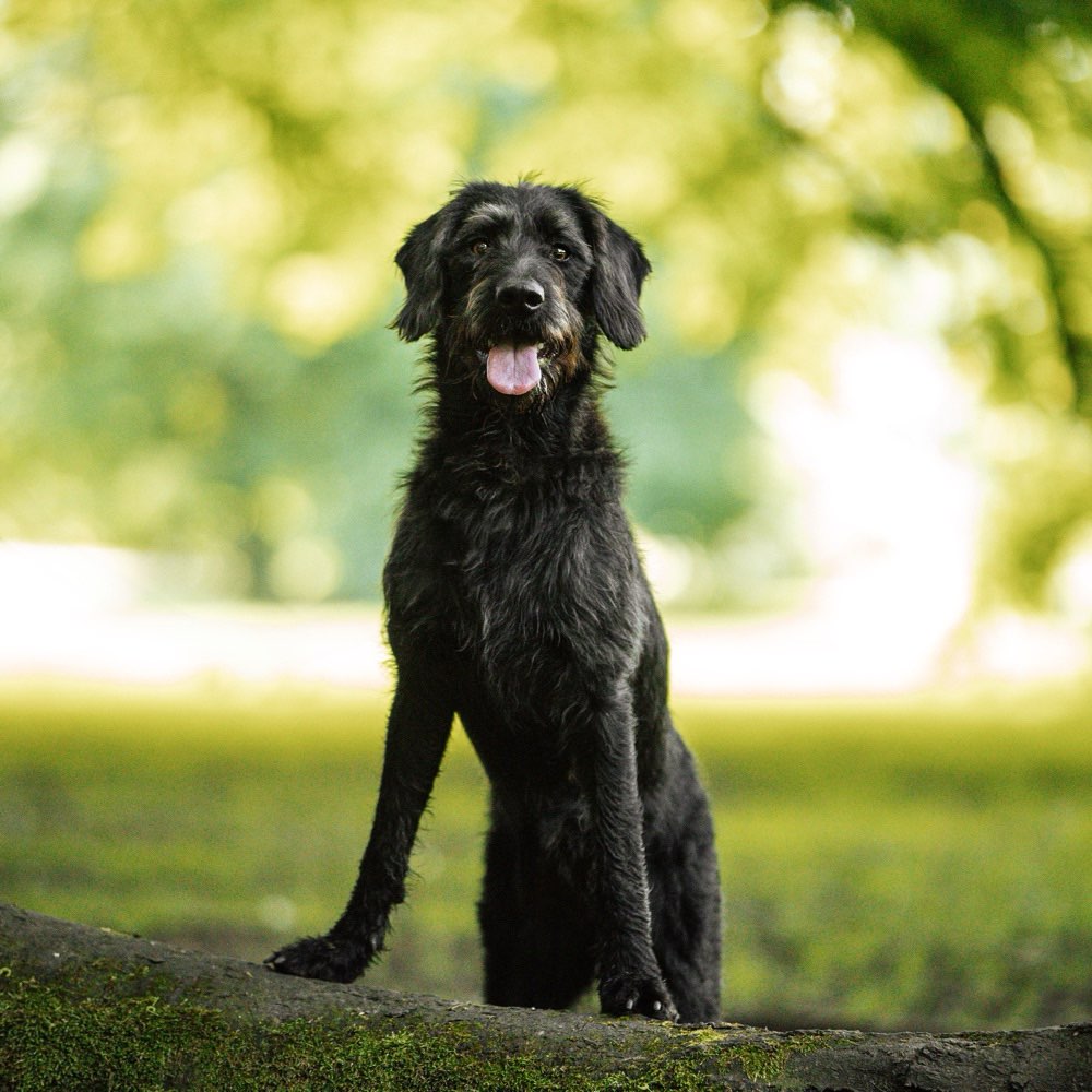 Hundetreffen-Entspannte GassiRunden-Profilbild
