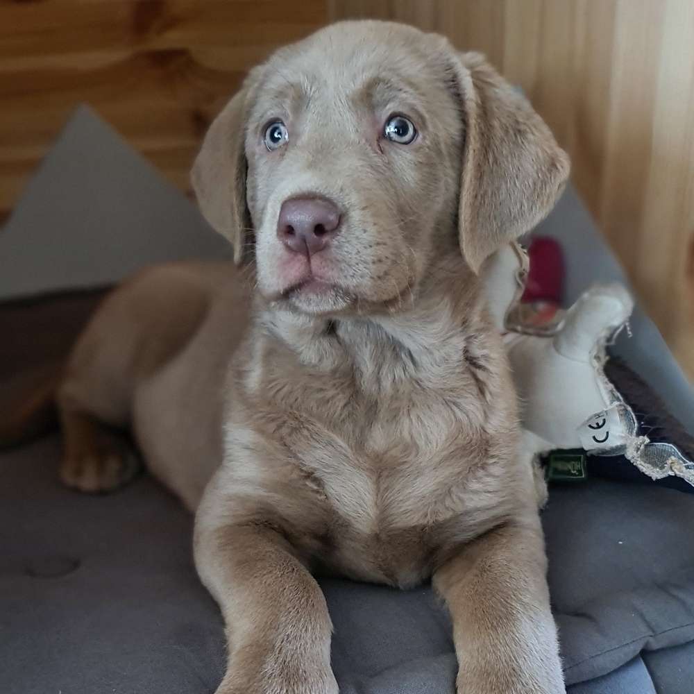 Hundetreffen-Welpentreffen in Karow/Buch-Profilbild