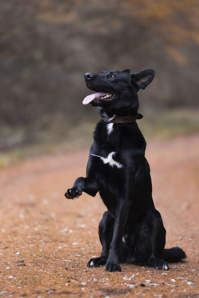 Hundetreffen-Rüdentraining-Profilbild