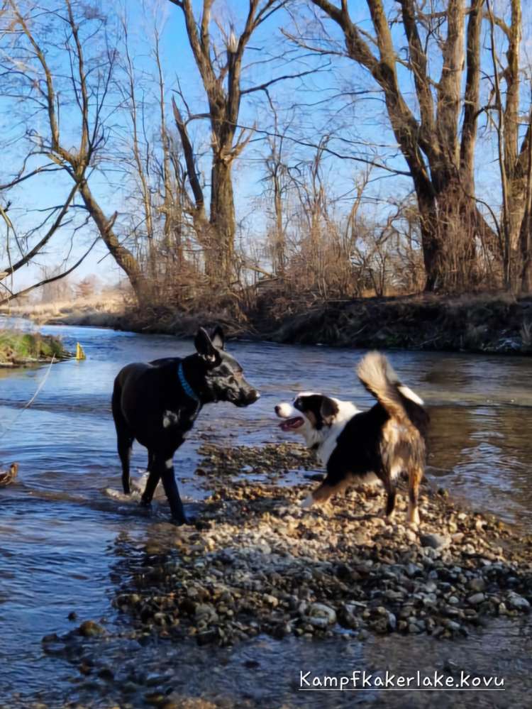 Hundetreffen-Gassi & Spielen-Profilbild